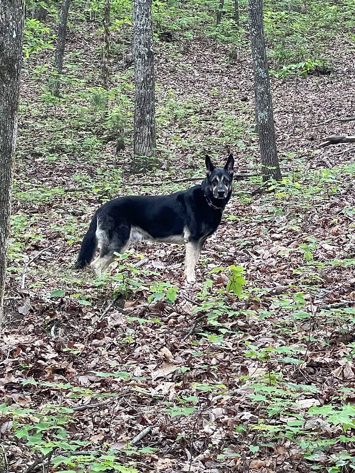 Meet JLee, he is inviting your furry family members