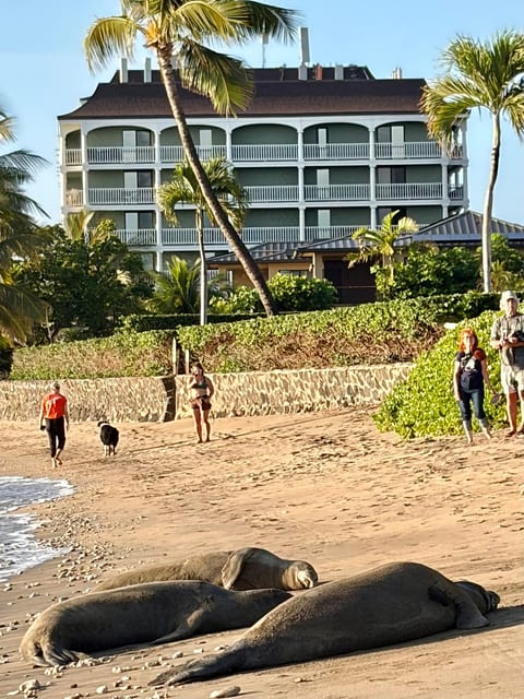 Endangered Hawaiian monk seals are frequent visitors to our beach. Guests often spot them resting on the sand or swimming nearshore. A special part of staying at Compass Blue Lahaina Shores.