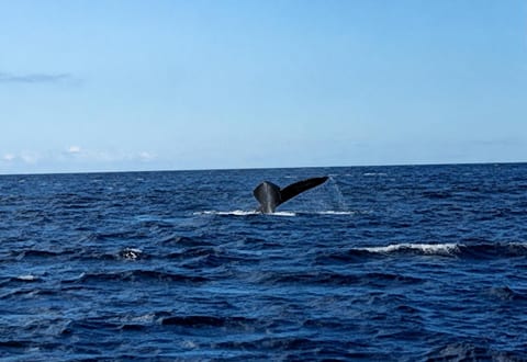 Whale Watch Season? Aim for November through April and you can watch from the front of the resort or catch a boat from two blocks away at the harbor.