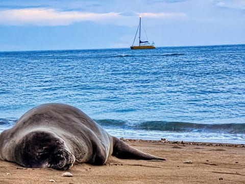 The endangered Hawaiian monk seal is a frequent visitor, but please keep your distance  The Honu (turtles) also rest here daily. Rare Hawaiian monk seal sighting on your beach. They understand the value of peaceful beachfront space, just like you.