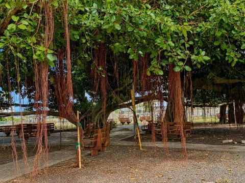 The famous Lāhainā Banyan Tree is thriving in 2026. Just a couple of blocks to your left at the harbor. You can see it to the from your lanai, look left.  This is where you catch boat excursions and the Atlantis Submarine.