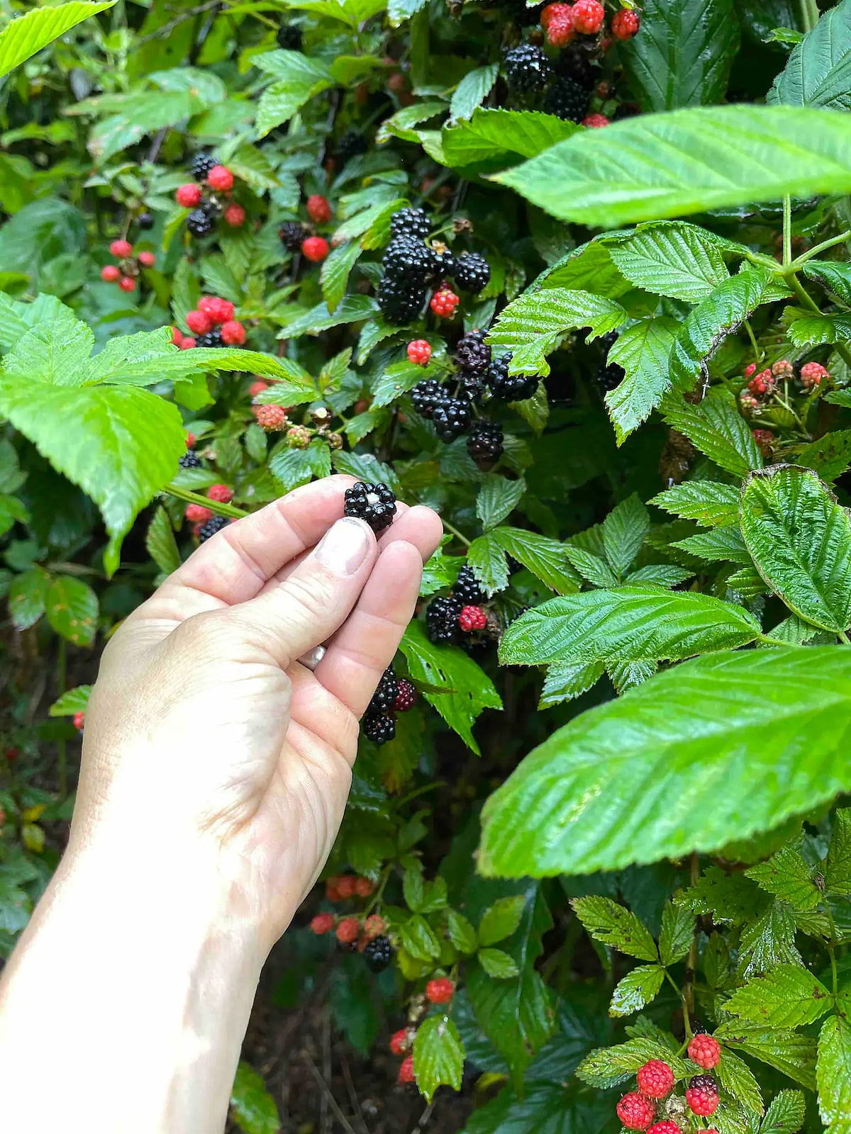 Wild blackberries on the property