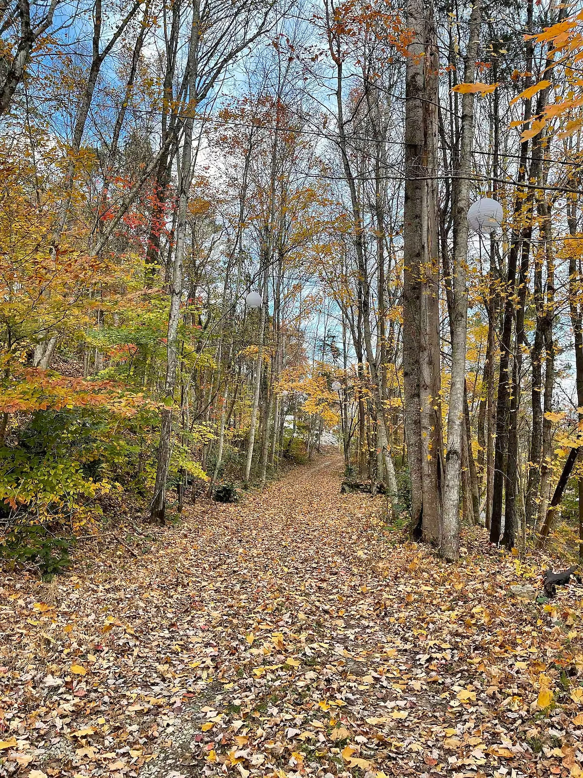 How about a stroll on the lane on the property!