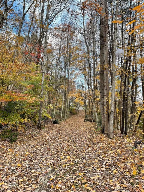 Wooded lane leading to the cabin