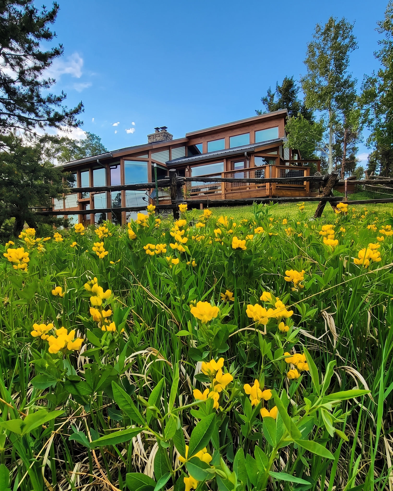 Summer Wildflowers