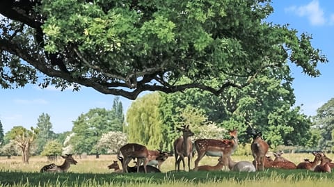 Peaceful parkland with deer—nature-watching from your doorstep