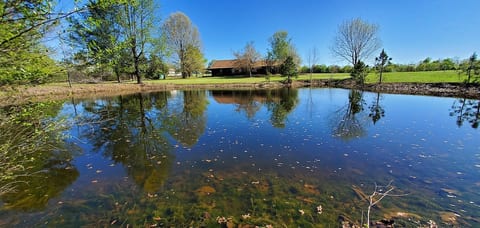 Margie's Coop on a Real Ozark Christmas Tree Farm