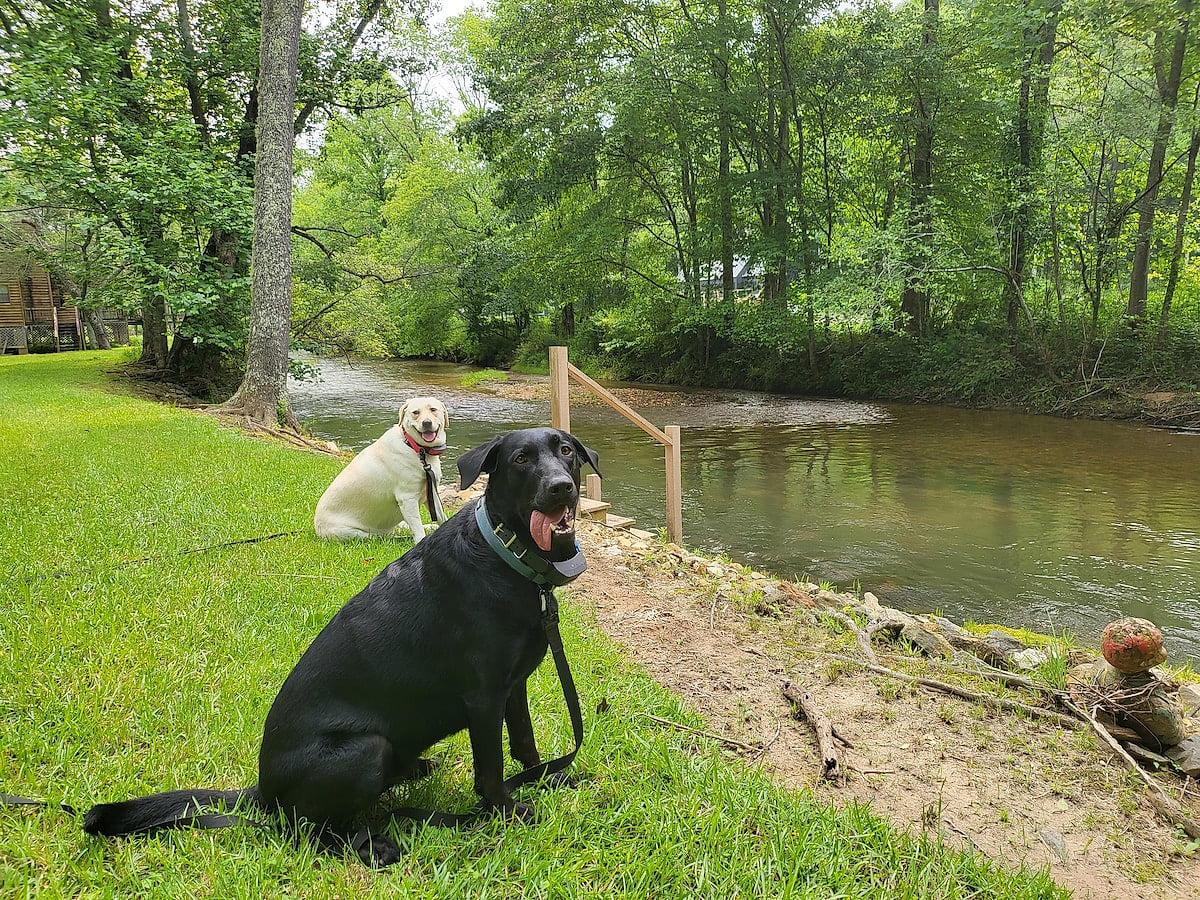 Toccoa Currents - Riverfront Forest Cabin - Dog image 1
