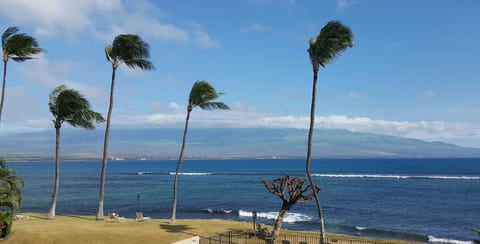 Oceanfront views with swaying palms and a mountain backdrop