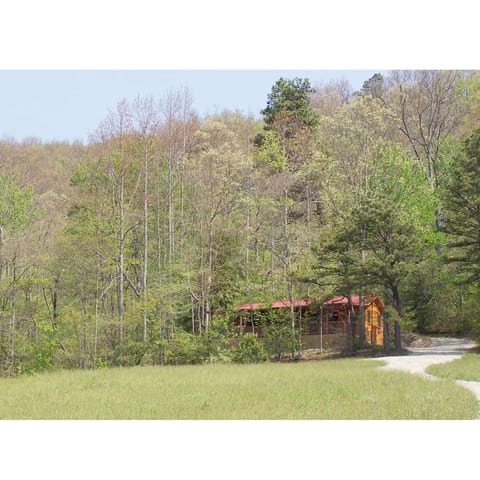 The Cabin on the Hill has woods behind it for miles.