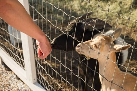 Farm Stay with Jacuzzi, Goats & Ponies – Near San Marcos