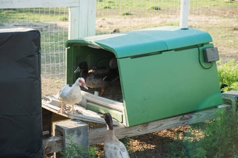 Farm Stay with Jacuzzi, Goats & Ponies – Near San Marcos