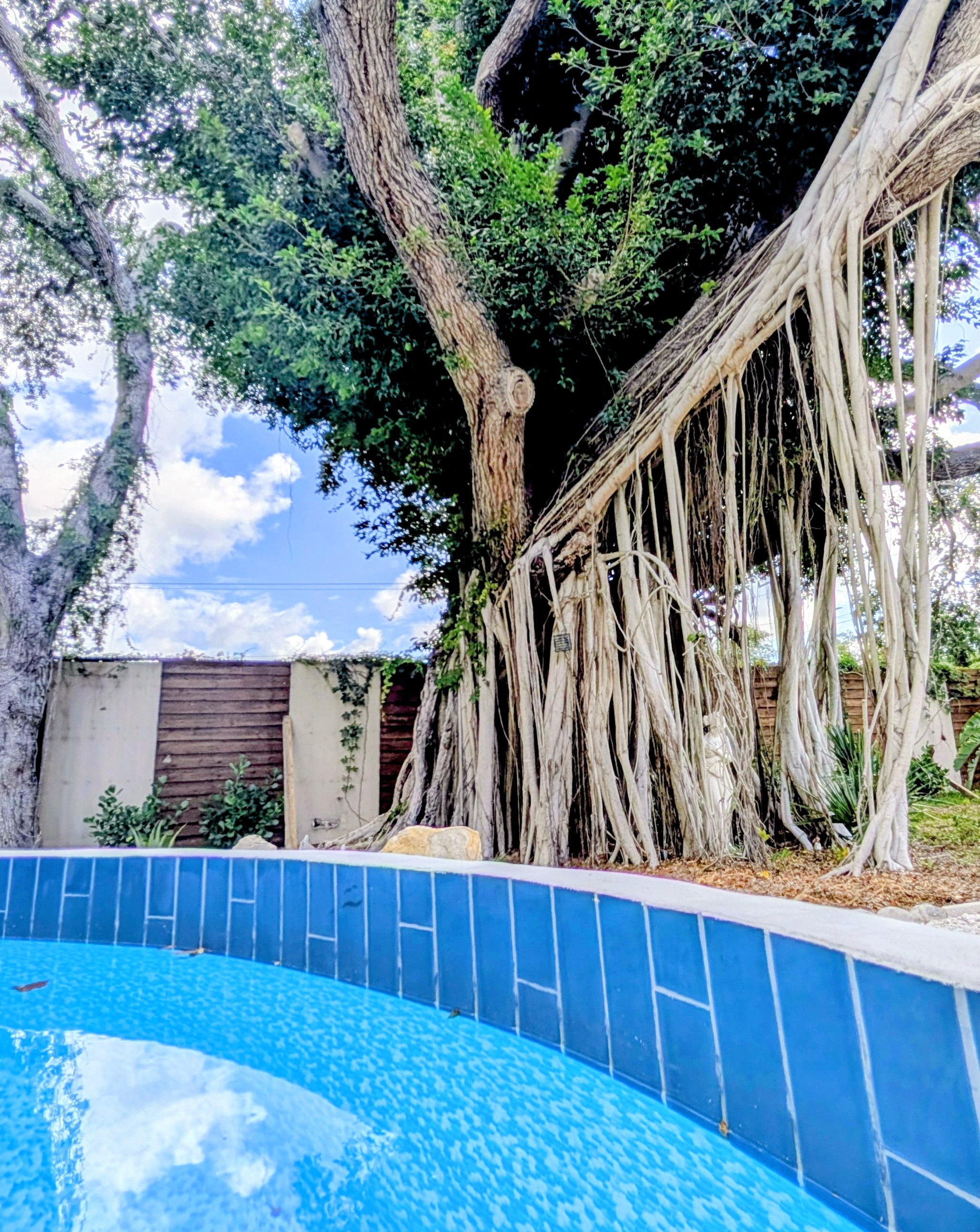 Paradiso Banyan
