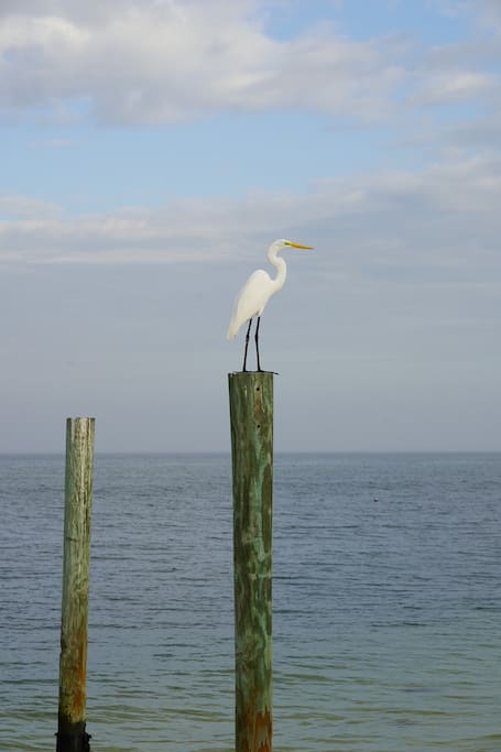 Beautiful bird watching right outside your door - BEACHFRONT-Amazing Fishing,Shelling,Sunrise views! - Captiva