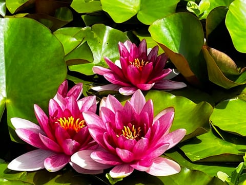 HasliRent, Cosy, (Hasliberg Wasserwendi),