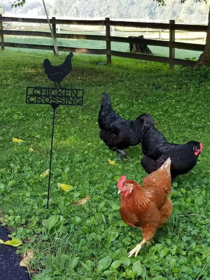 Chicken Crossing - Pleasant Hills Farm Guest Cottage - (KP14820GH) - Darnestown