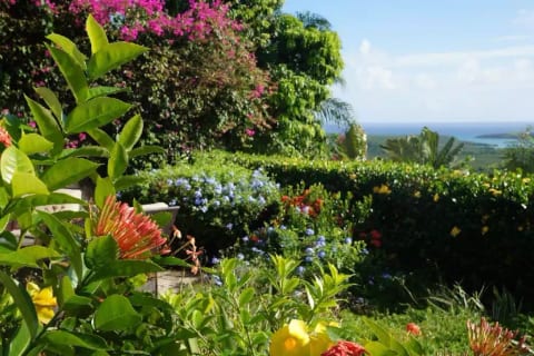 Garden view