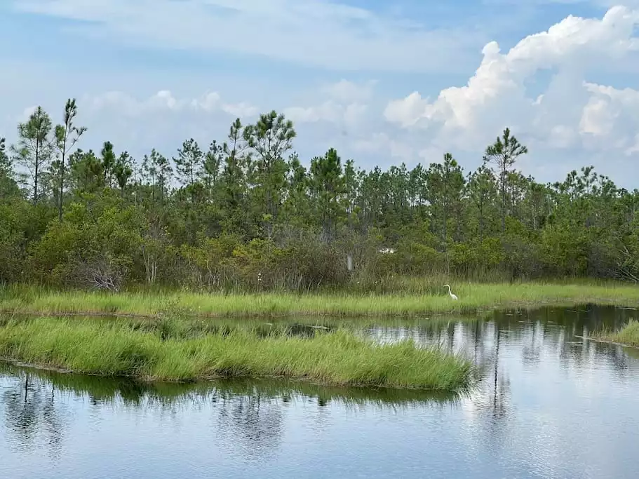 “Fred” can be seen enjoying Romar Lakes quite often. Picture is taken from Sunny Ray’s patio. “Fred” can be seen enjoying Romar Lakes quite often. Picture is taken from Sunny Ray’s patio. - Sunny Rays - A Trio of Water Wonders! - Orange Beach