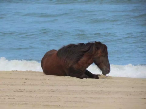 The Corolla Wild Horses