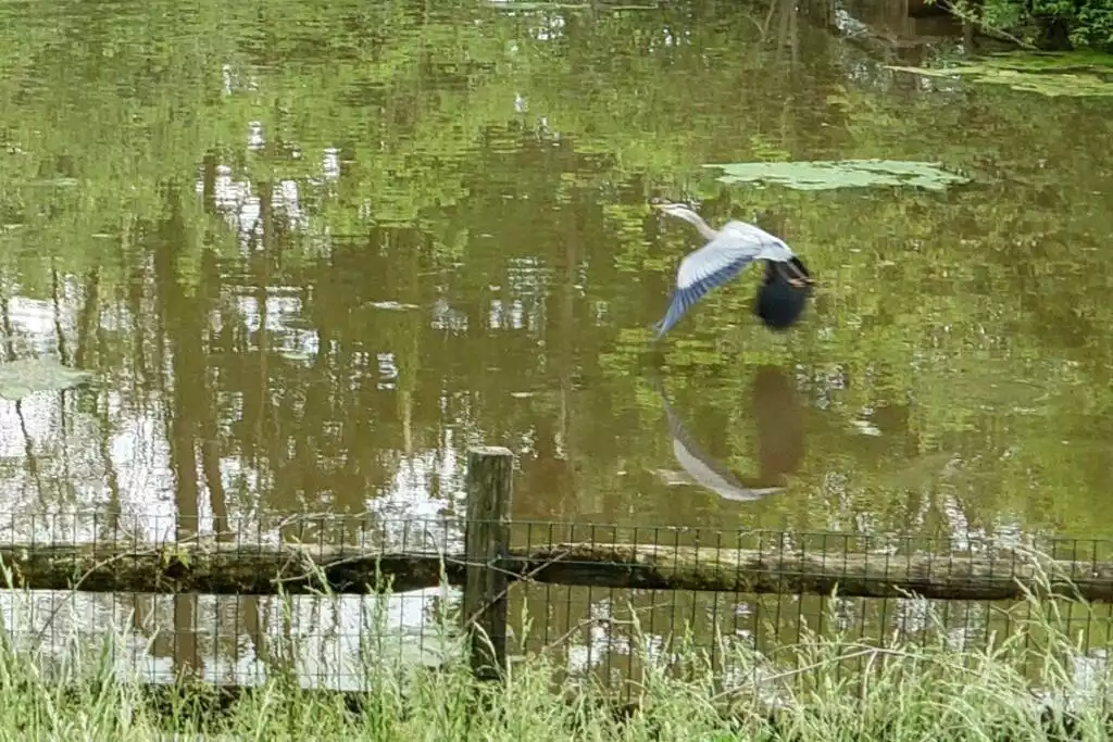 Cabin at Sanctuary of the Swan, wellness in nature - Birdsboro