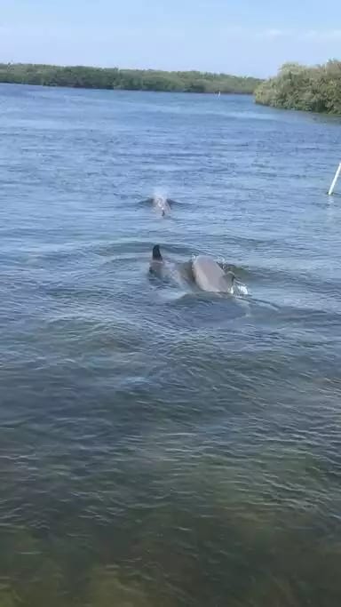 Many kayakers see dolphins in the mangroves!