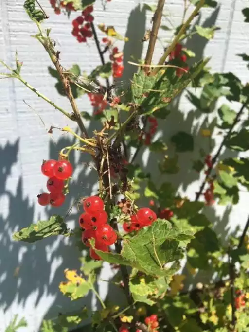 Red currants growing Red currants growing - Berushka Cottage - Fleischmanns