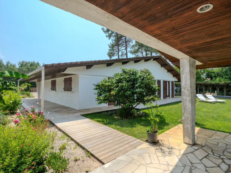 roitelet/