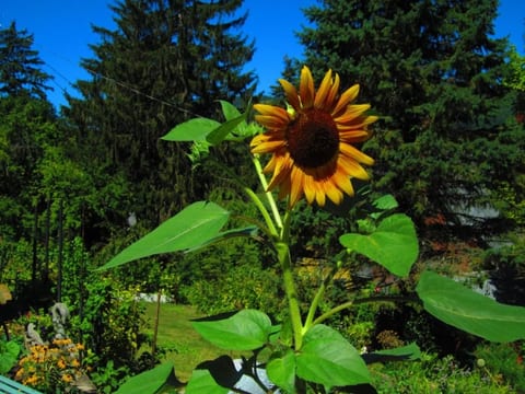 Garden view.