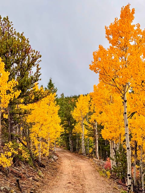 Gold Hill Tree Farm Cabin Near Boulder, CO