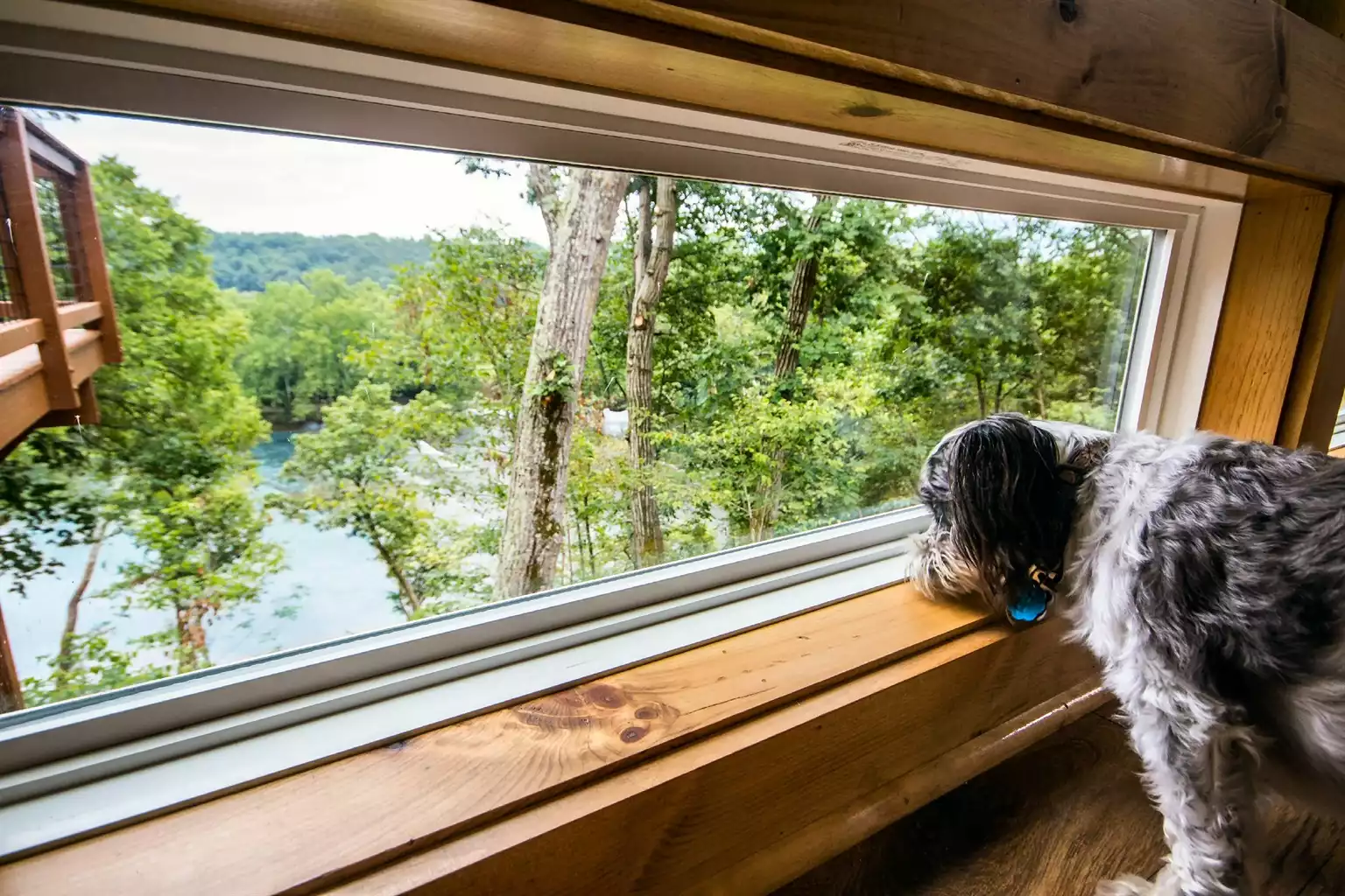 Pet friendly (say hi to Rascal!) and lots of windows at ground level Pet friendly (say hi to Rascal!) and lots of windows at ground level - Tree Top - Luray