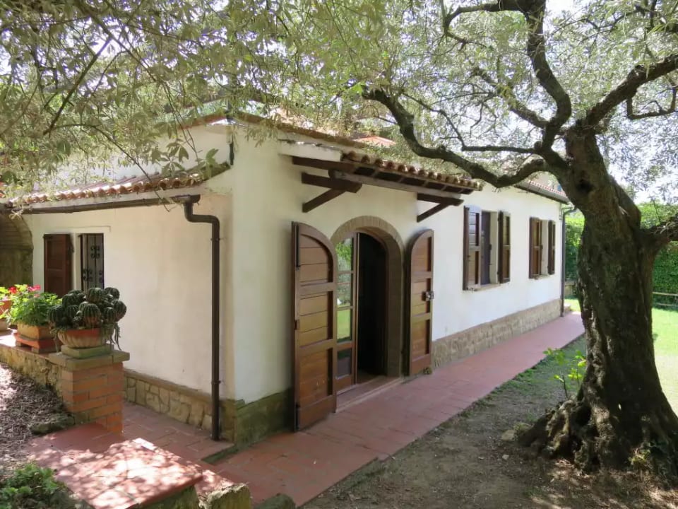 Ulivo - Montescudaio