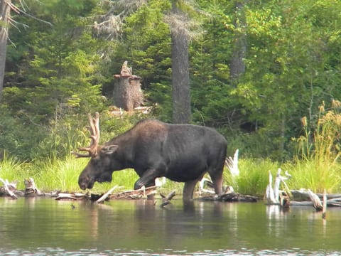 Moose