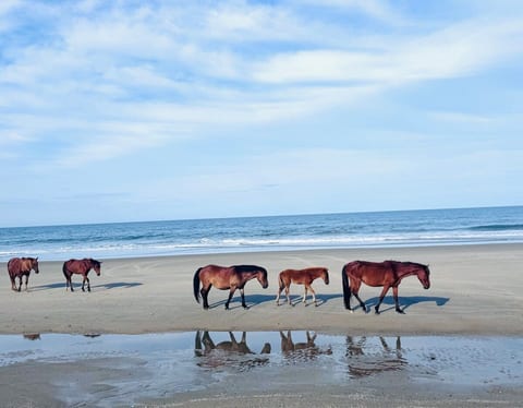 Brand new! Sleeps 10, pool, ocean and horse views! image 4
