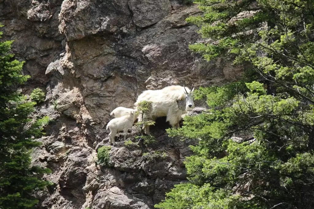 Mountain goats seen along the Madison at Hebgen Dam.