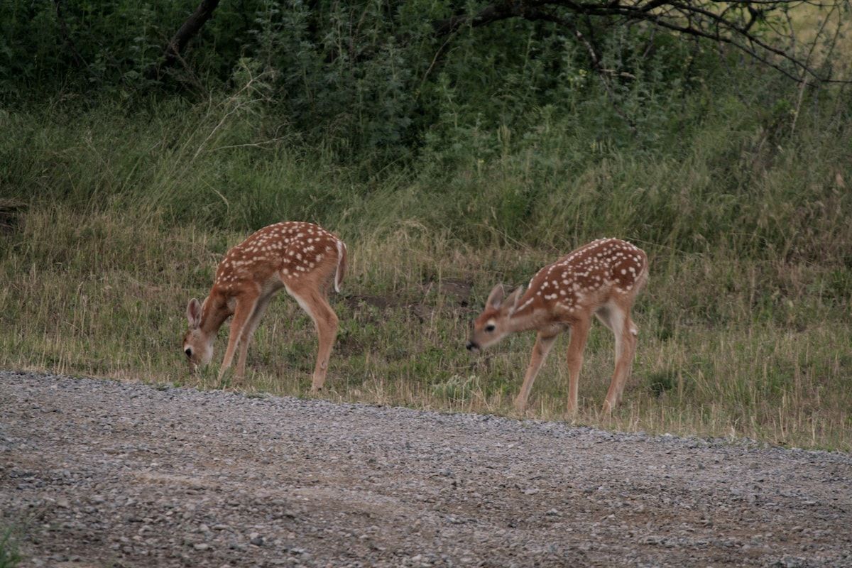 Charming Fawns in Nature
