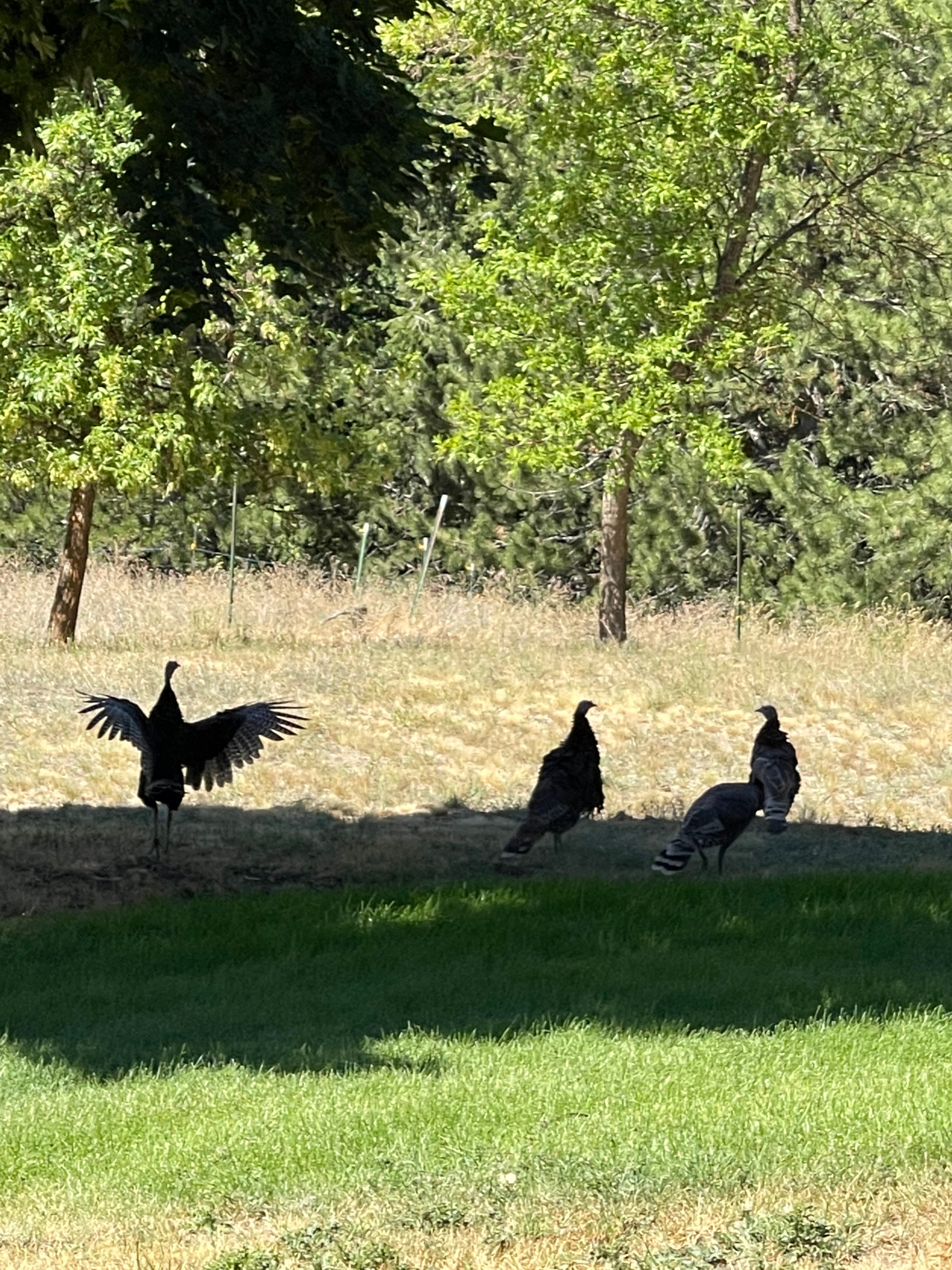 View Retreat on a Mtn in Spokane's South Hill Area - Photo 40
