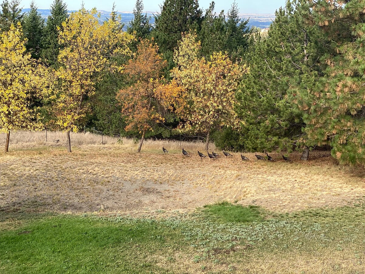 Autumn Foliage with Wild Turkeys