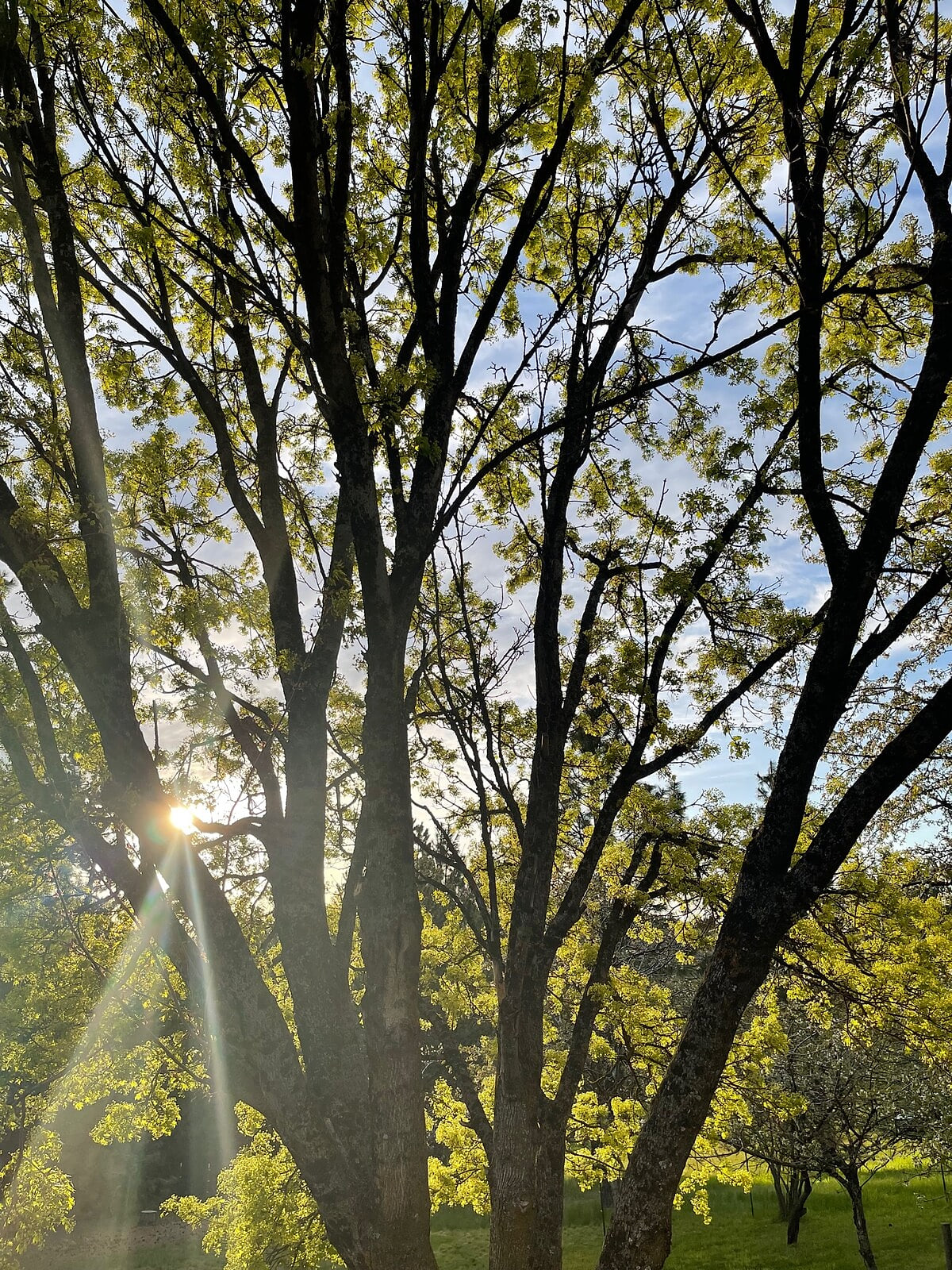 Sunlit Trees (Guest Photo - May)
