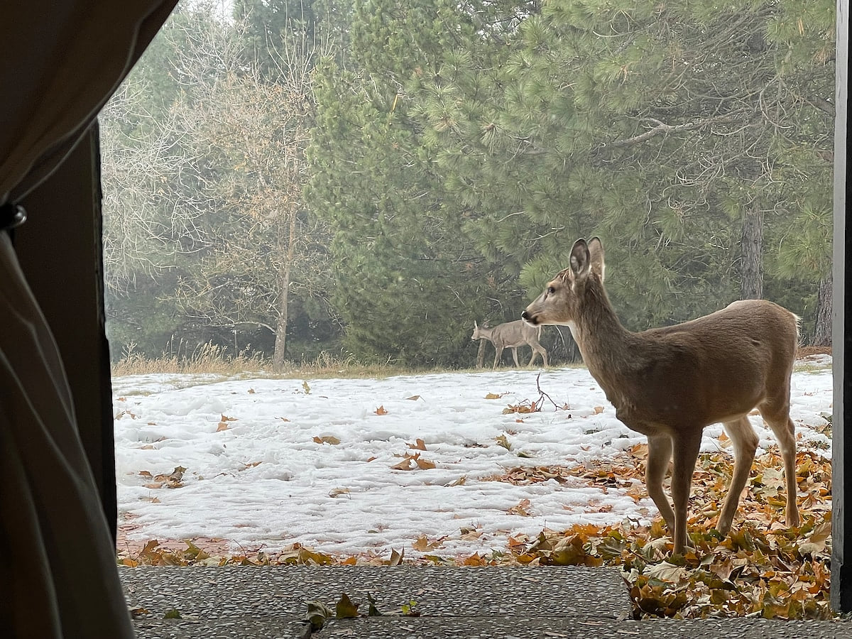 Wandering Wildlife in November