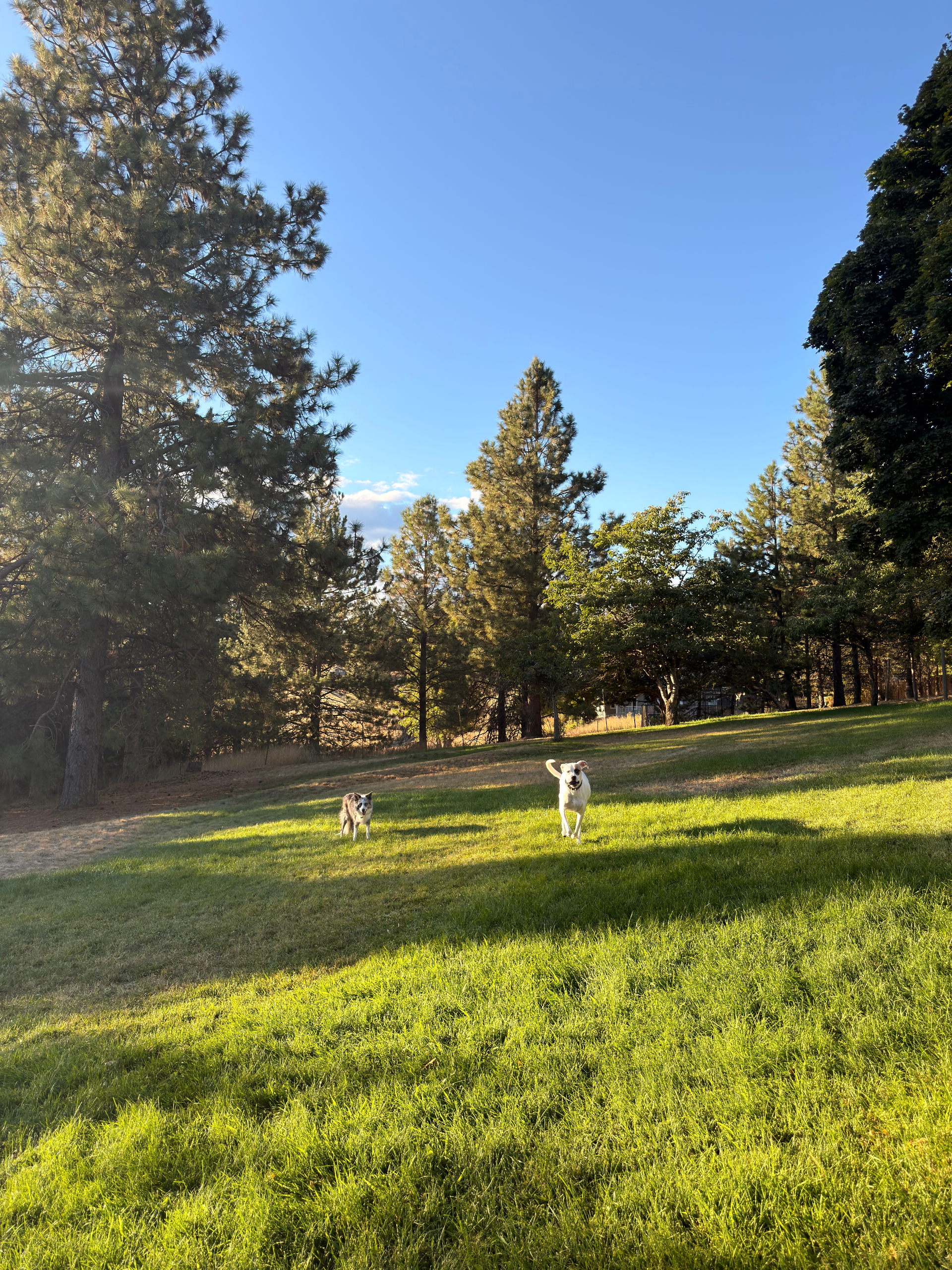 View Retreat on a Mtn in Spokane's South Hill Area - Photo 31