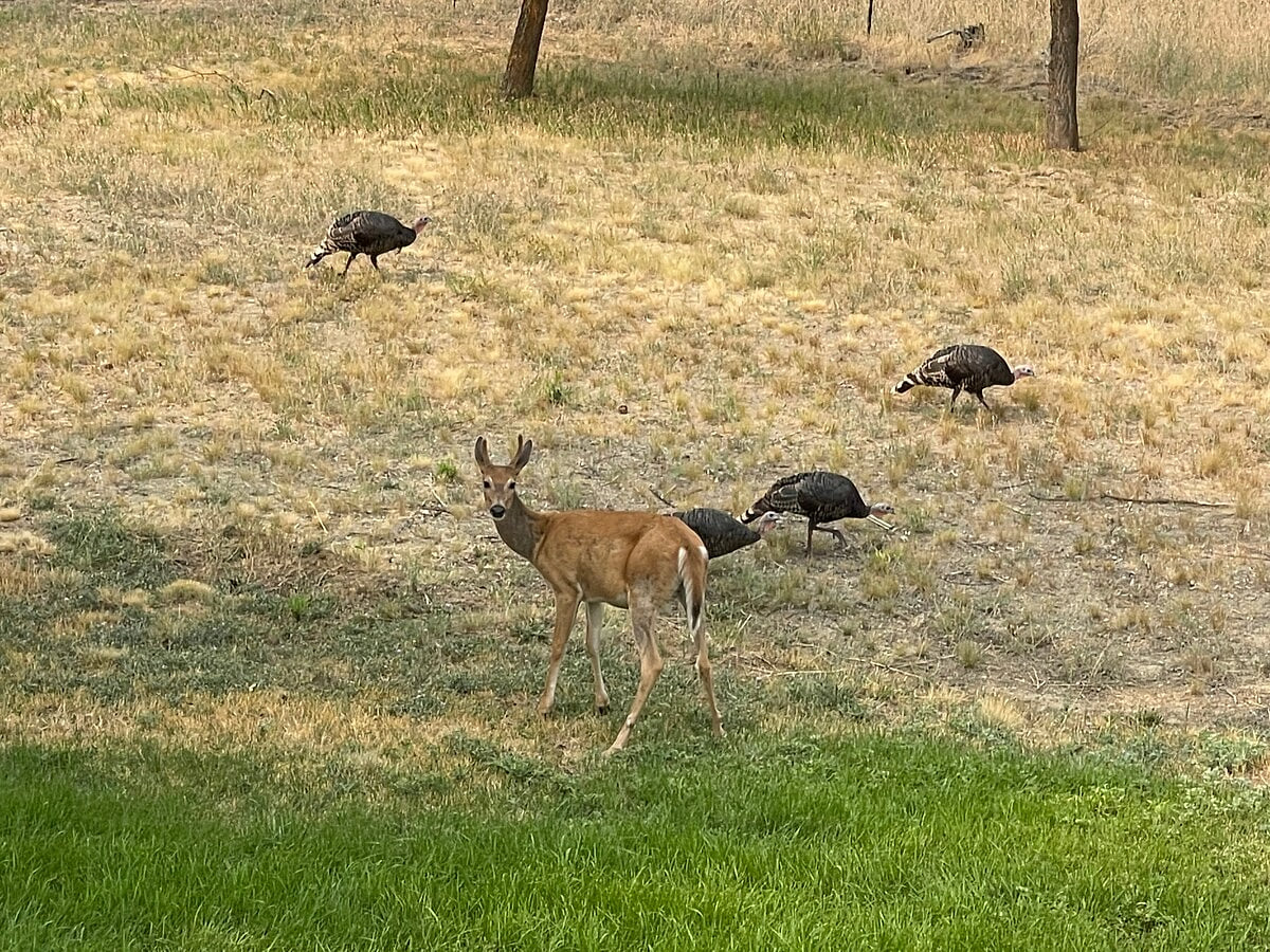 Year-Round Wildlife Viewing