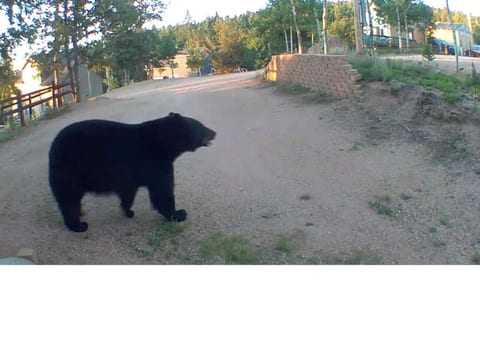 Bears and other wildlife frequently roam through the neighborhood.