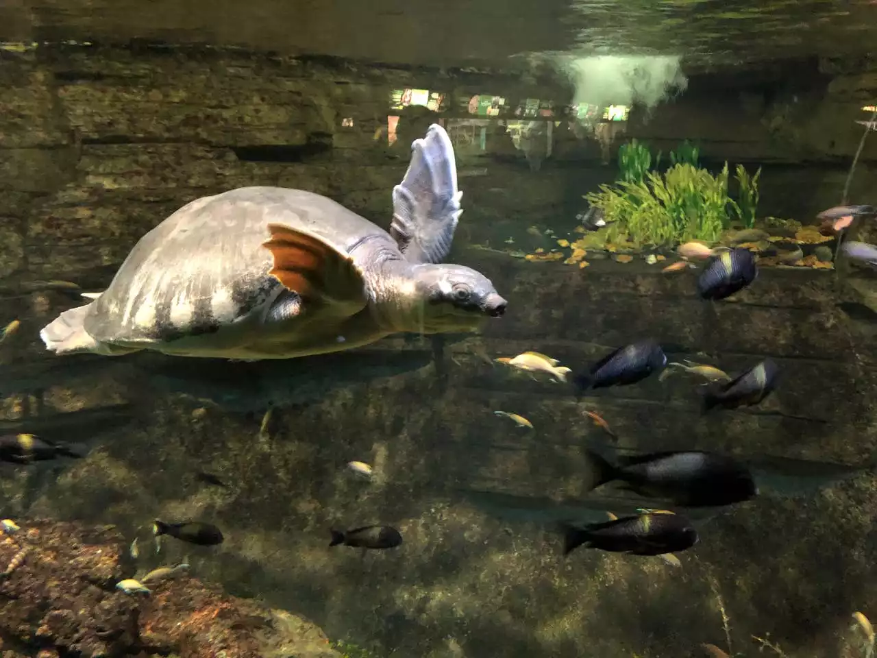 Take a walk on the wild side! This apartment is less than a mile from the Milwaukee County Zoo! 