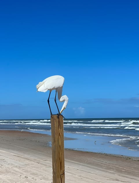 BEACHFRONT directly on Oceanfront CONDO
