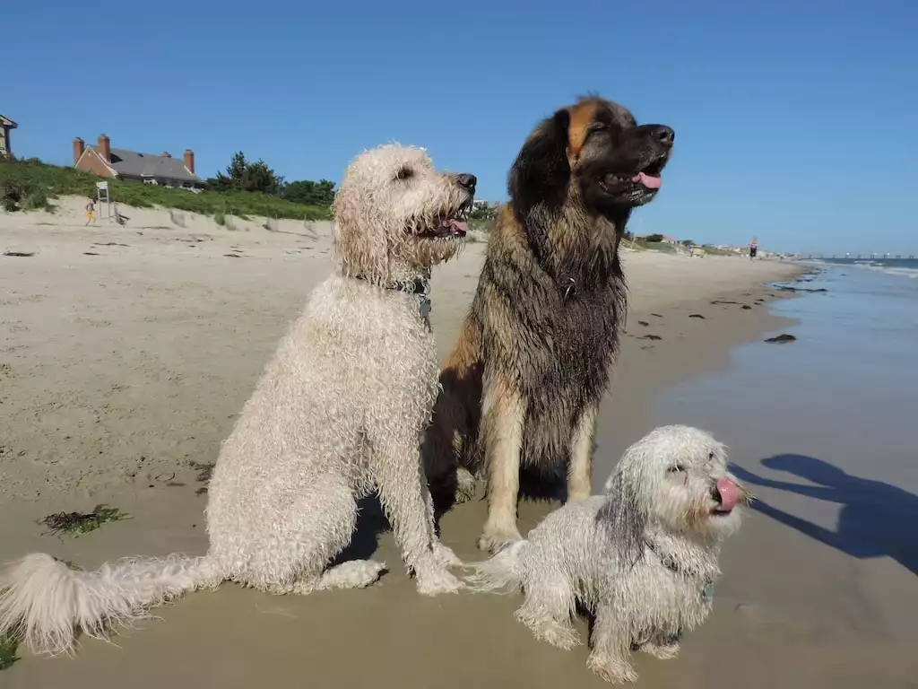 Pets will love spending their day on the beach with you! Pets will love spending their day on the beach with you! - Bay Breeze Retreat - Virginia Beach