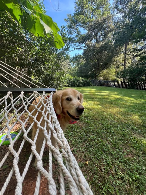 Private fenced backyard with hammock—perfect for relaxing and pets