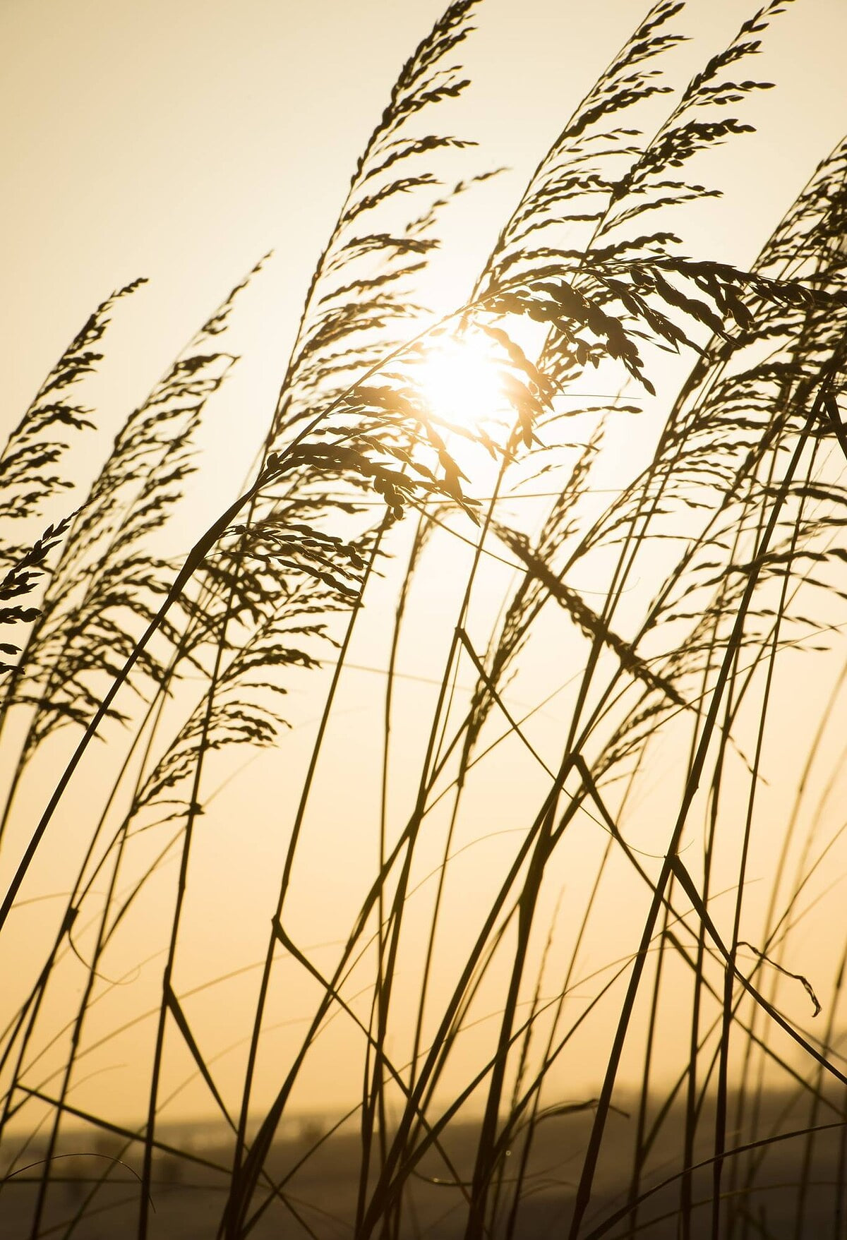 Golden Sea Oats in the afternoon!