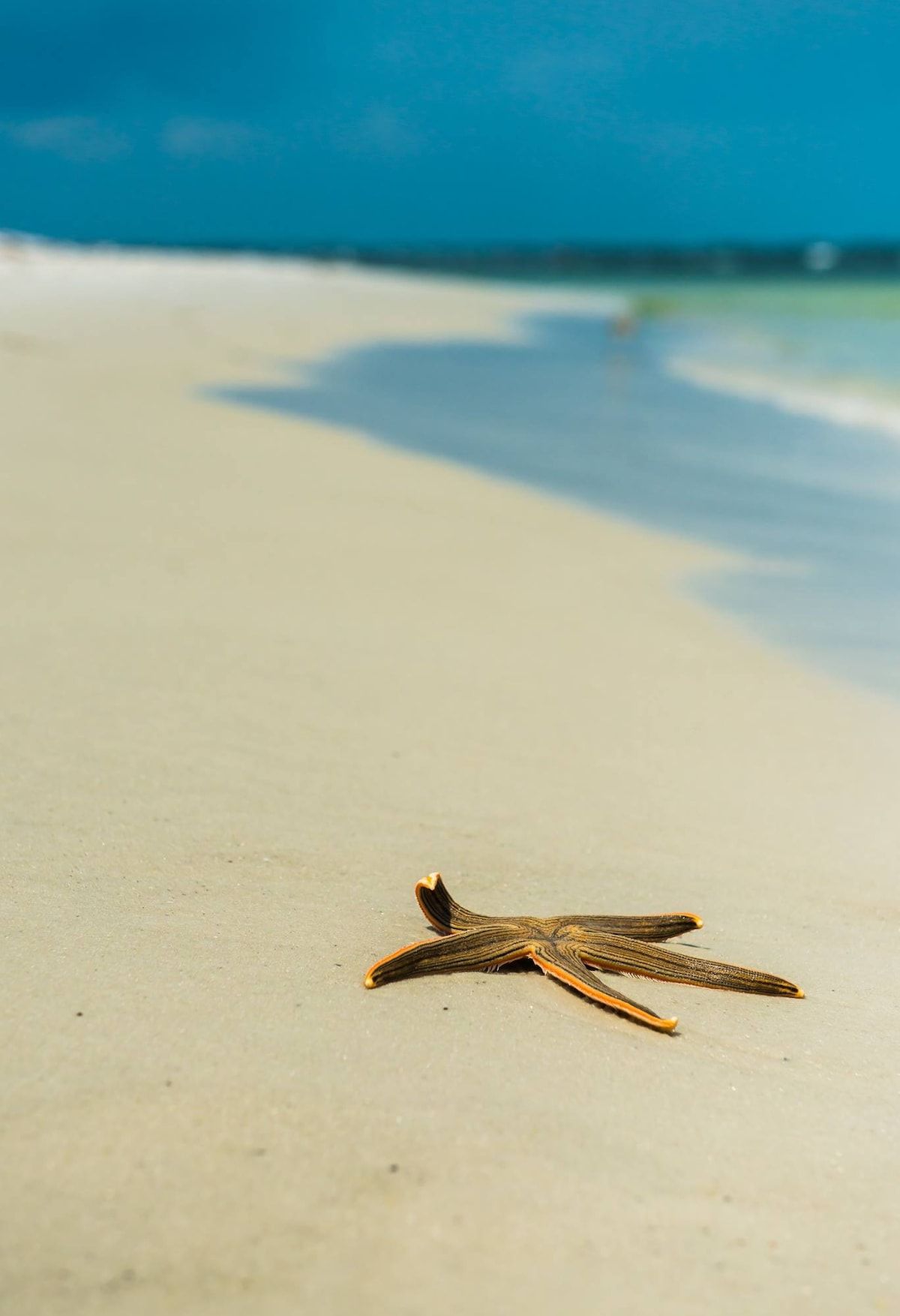 Starfish want's you to come on down to PCB!