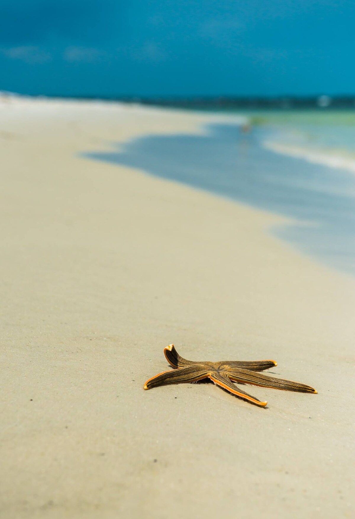 Starfish want's you to come on down to PCB!