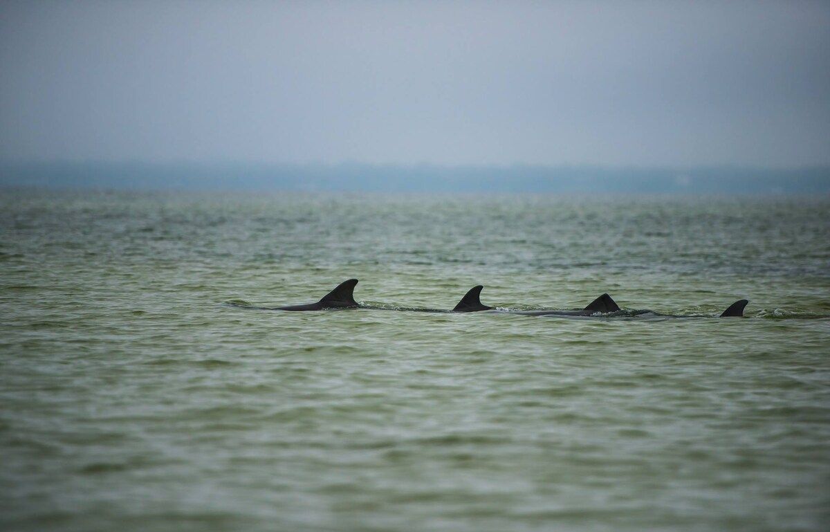 Dolphins in the Bay